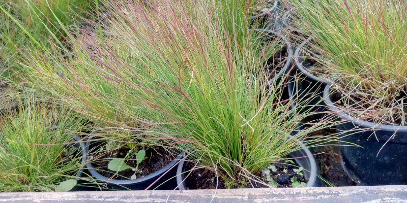 Festuca 'Walberla' Aruhein